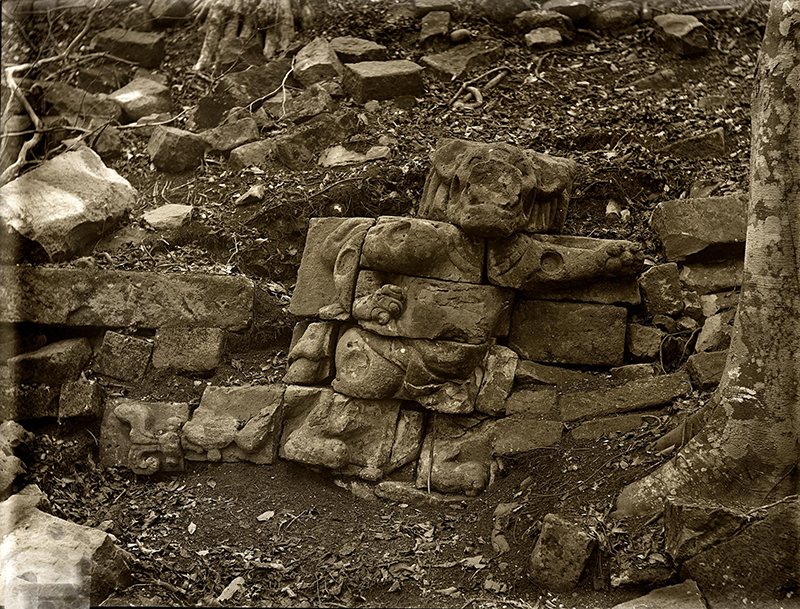 Maudslay photo of Waterlily Jaguar