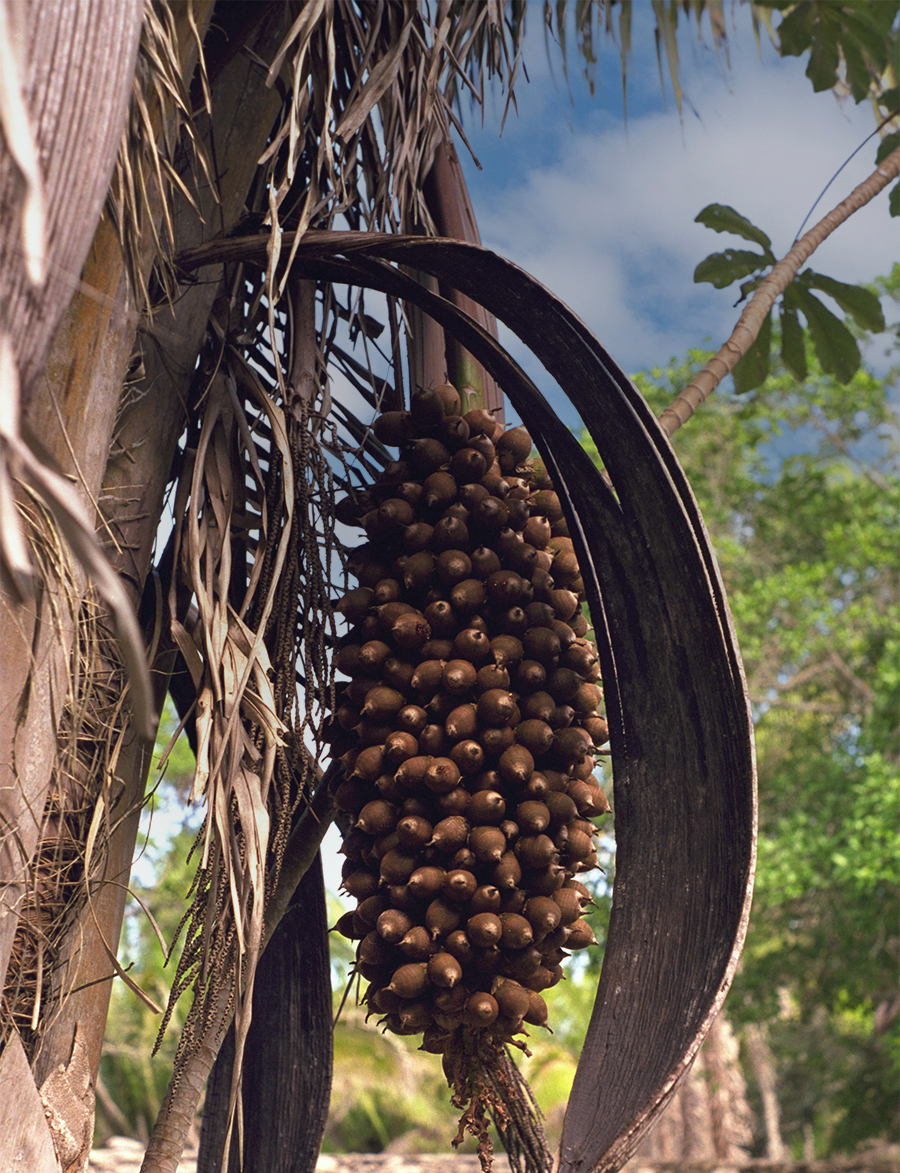 The modern sitename comes from the Cohune Palm, common in this area and used by the Maya for its oil